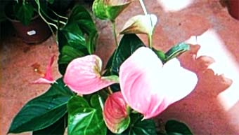 Anthurium