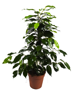 Ficus, id&eacute;al pour la cuisine